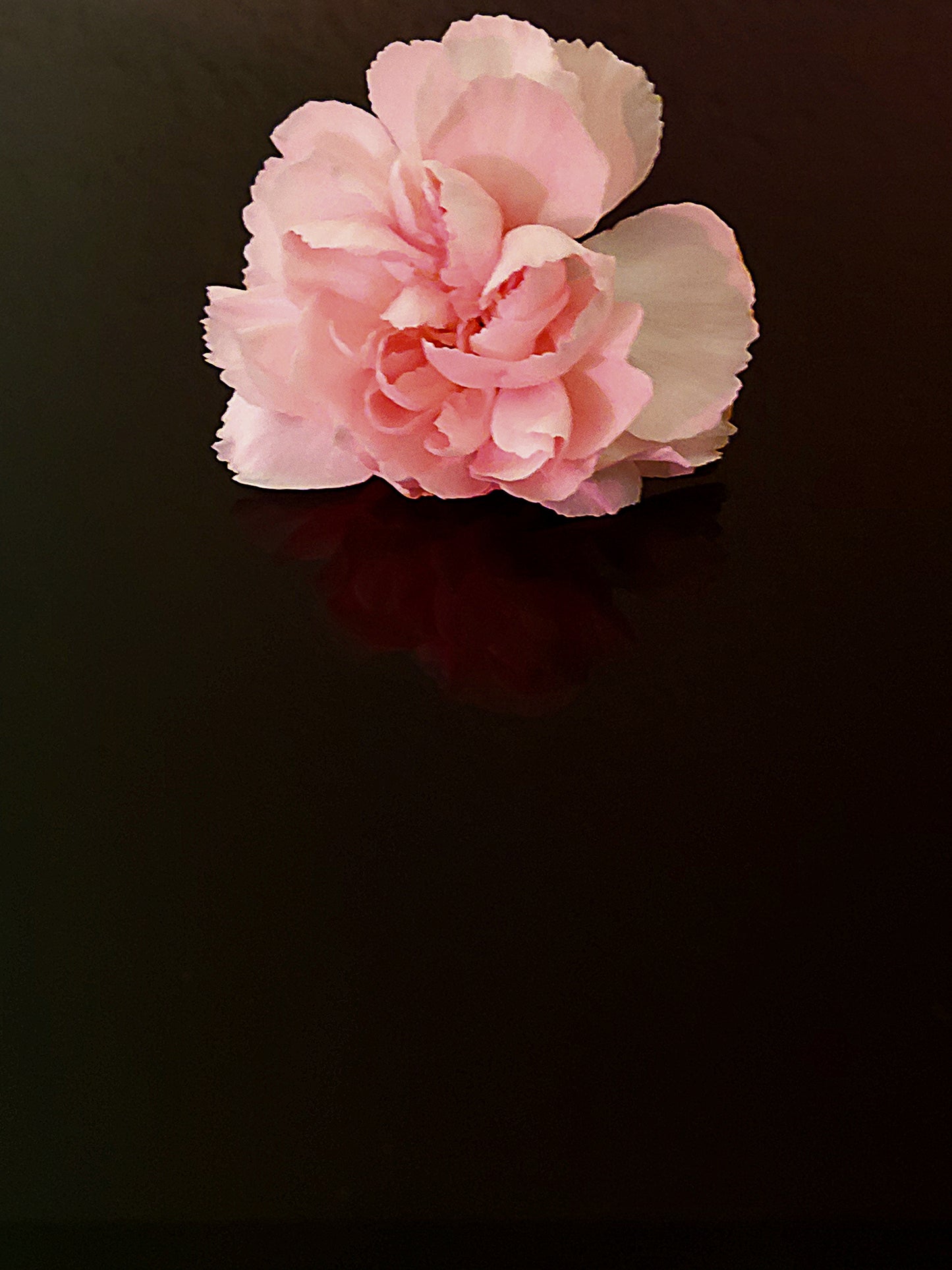 Nocturnal Bloom - Archival Art Print