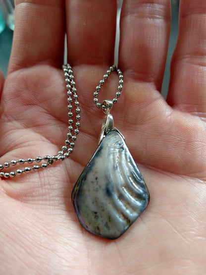 Iridescent Abalone Shell
